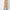 Cotton High Rise Skirt